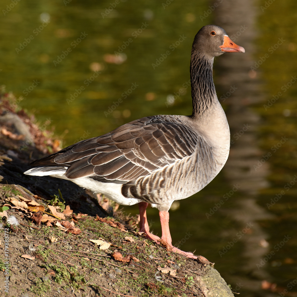 portrait of a wild goose on a lake portrait of a wild goose on a lake