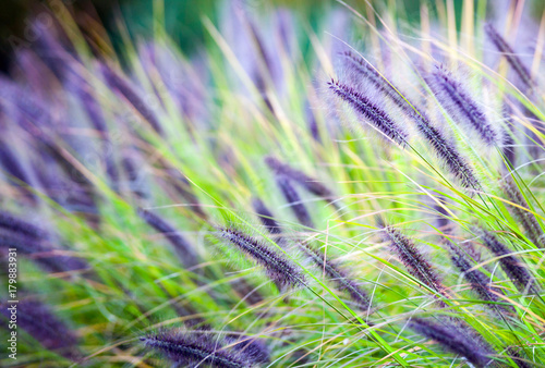 Decorative violet grass in garden