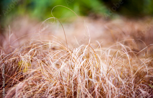 Decorative grass in the garden  closeup