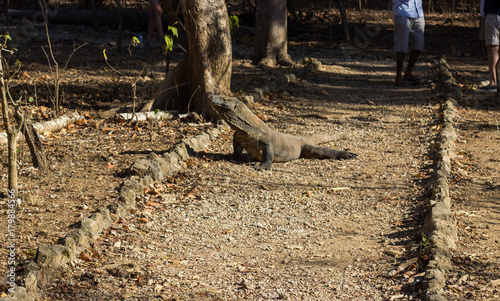 Komodo Dragon on Comodo Island, Indonesia photo