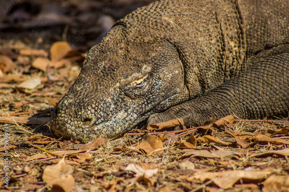 Obraz premium Komodo Dragon on Comodo Island, Indonesia