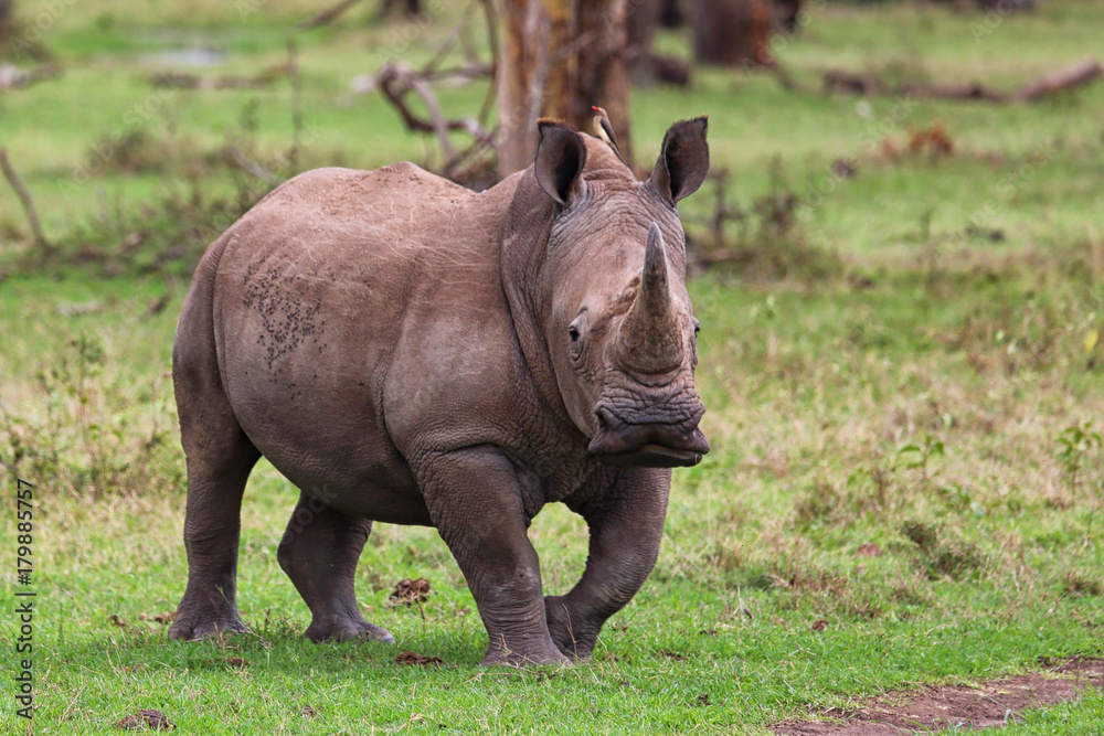 Fototapeta premium Nashorn in Afrika