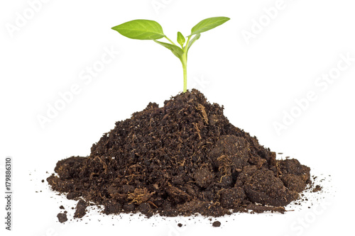 Humus soil pile with green plant isolated on a white background