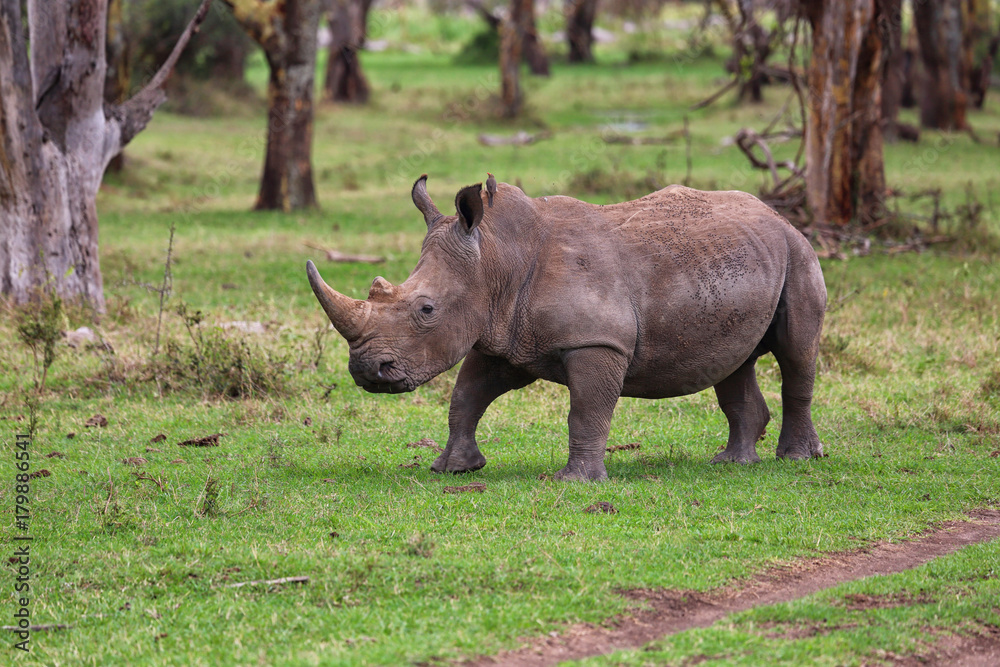Obraz premium Nashorn in Afrika