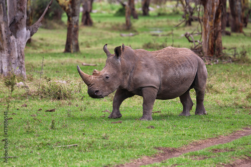 Nashorn in Afrika