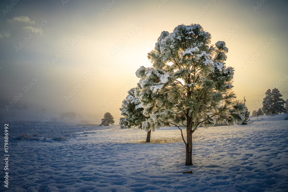 Winter Sunrise Behind Tree 