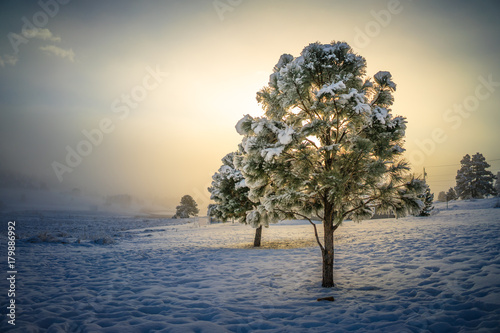 Winter Sunrise Behind Tree 