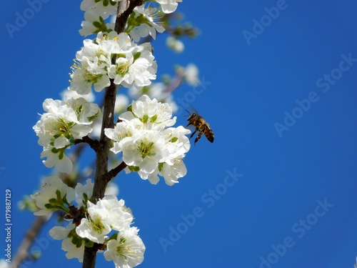 bee and flowers Une abeille qui vole autour des fleurs de prunier 