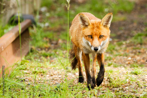 Friendly female fox walking near the railway © Wayne Images
