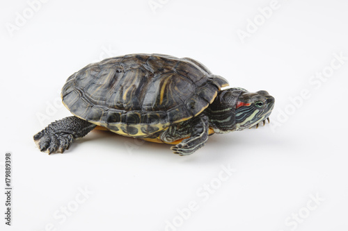 red ear turtle on white background