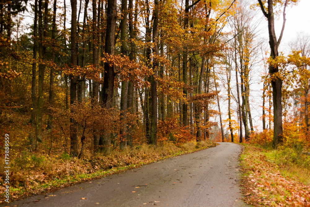 Fototapeta premium Autumn road in Czech republic