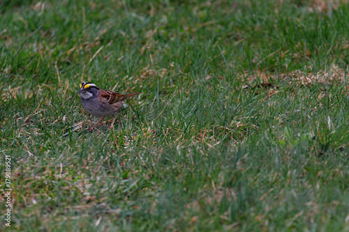 White Throated Sparrow