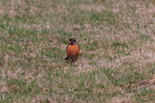 American Robin
