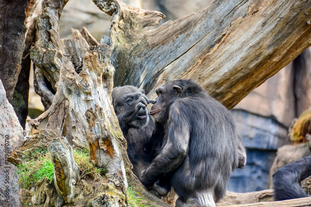 A chimpanzee at the zoo in Valencia Spain