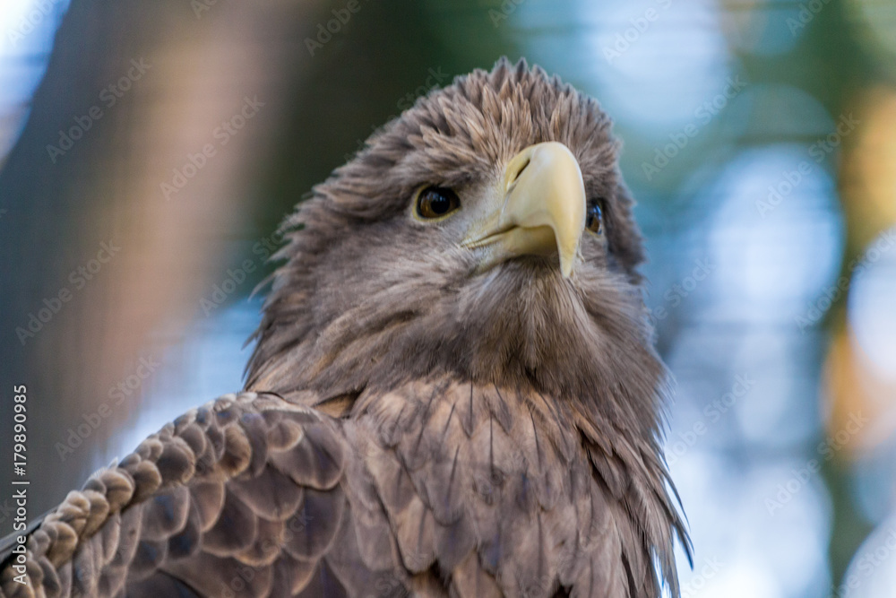 Obraz premium Adler