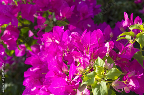 Flowering bougainvillea of bright color