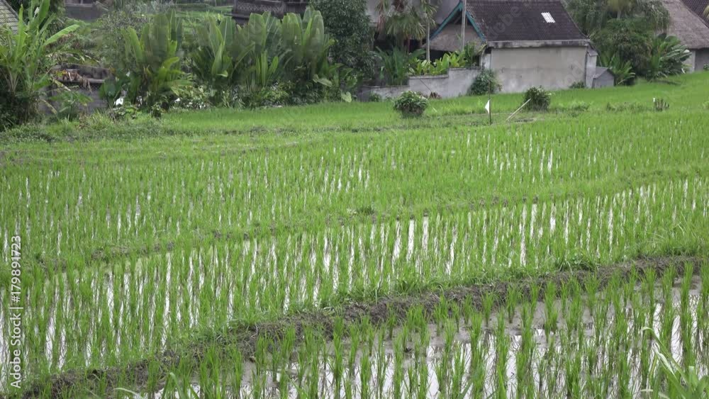 view on rice terraces of mountain and house of farmers. Bali, Indonesia .UHD 4K view on rice terraces of mountain and house of farmers. Bali, Indonesia .UHD 4K