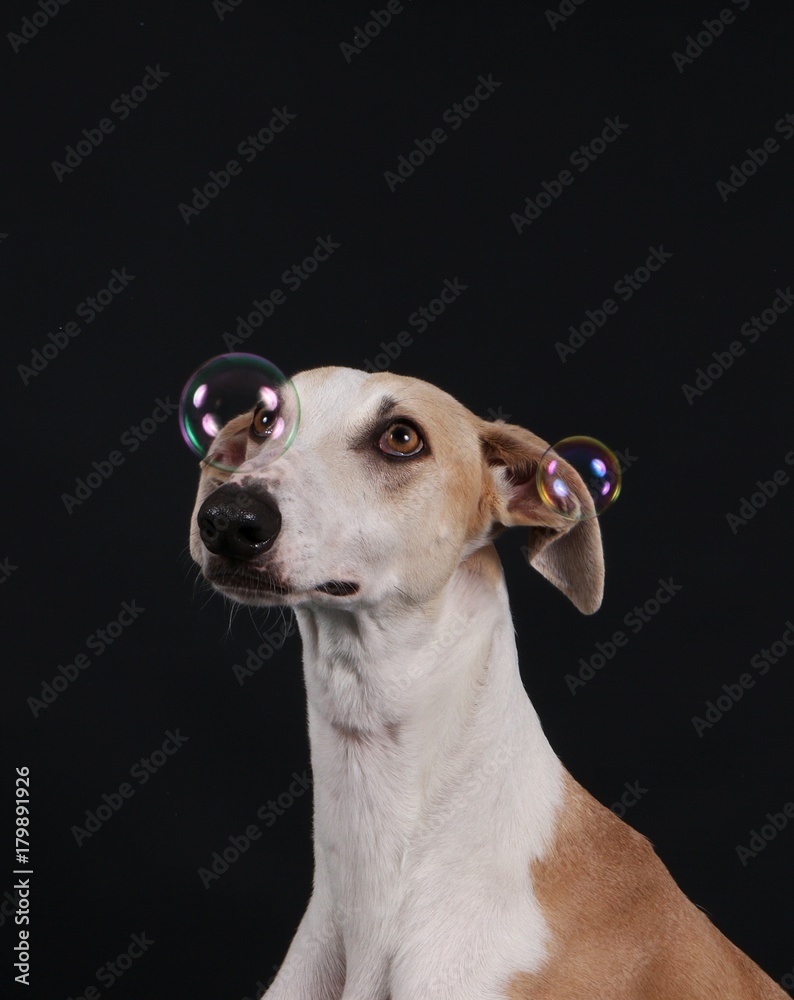 witziger windhund sitzt im studio und schaut fliegenden seifenblasen zu