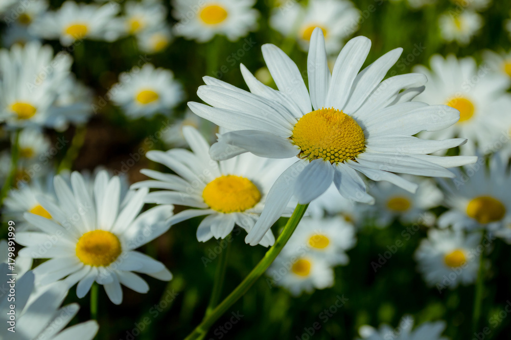 Fototapeta premium Daisies in a summer meadow. Blooming daisies against green of summer.