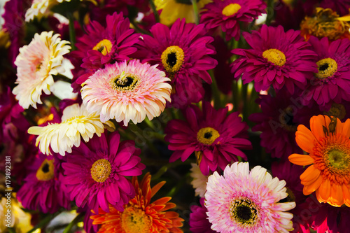 Daisy variety colorful and have beautiful colors in Full area.