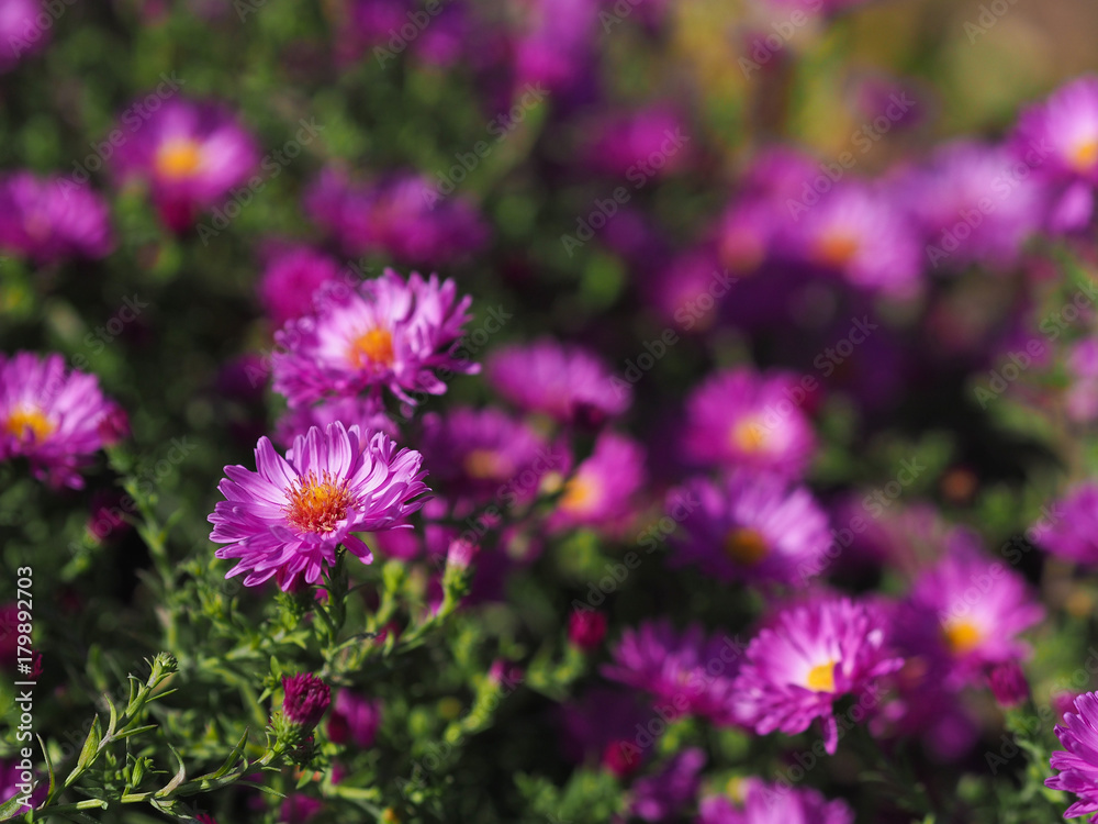 Bunch of pink rice button asters on dark background. Bunch of pink rice button asters on dark background.