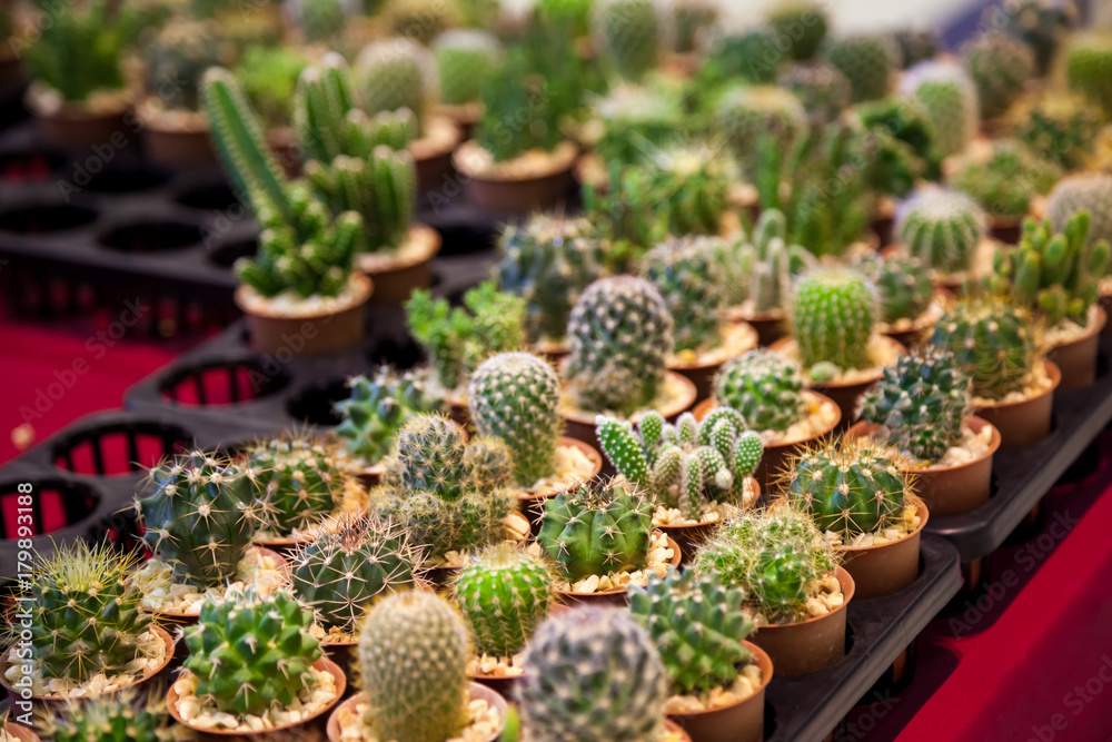 Small Cactus Variety In the pot Place the lined Neatly beautiful. Small Cactus Variety In the pot Place the lined Neatly beautiful.