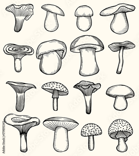 Set of mushroom illustration