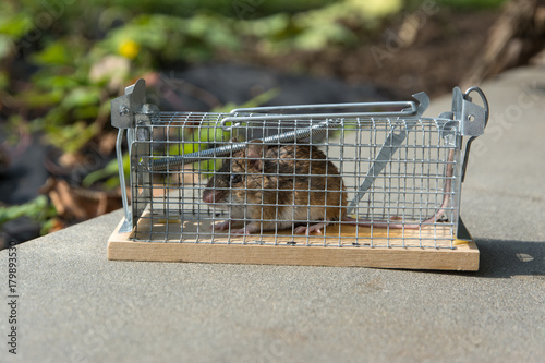 mouse caught in a non-hurt cage trap
