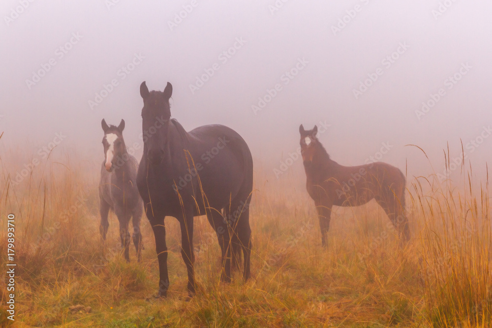 Fototapeta premium Autumn meadow fog horses