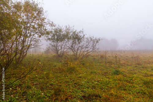 Autumn meadow fog