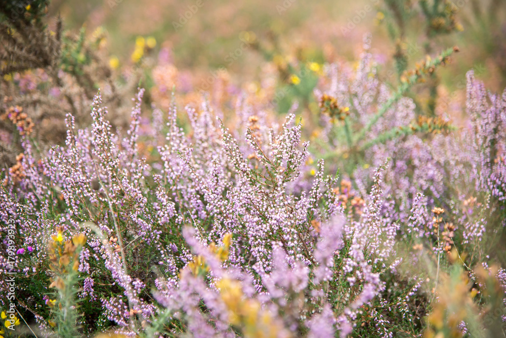 Obraz premium Purple plants in a summer forest.