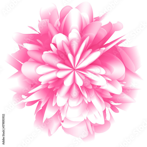 Abstract futuristic background  fantastic pink chrysanthemum flower with lots of rose petals