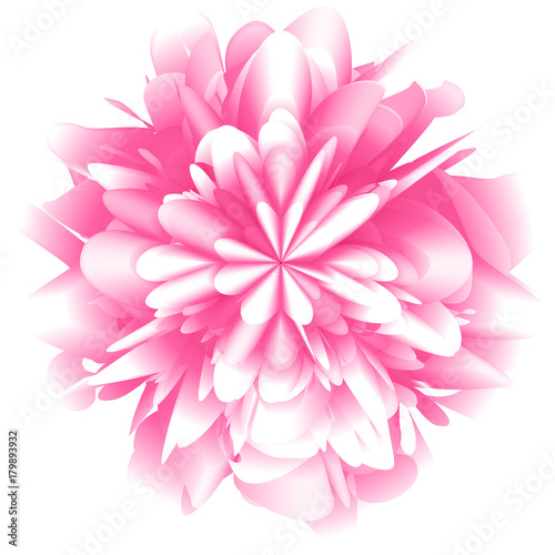 Abstract futuristic background, fantastic pink chrysanthemum flower with lots of rose petals