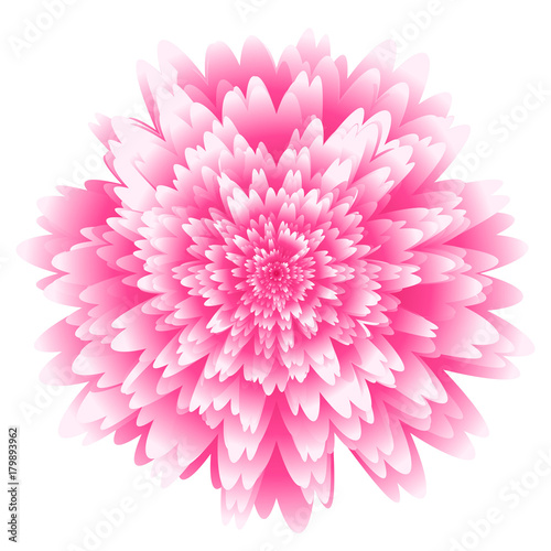 Fototapeta Naklejka Na Ścianę i Meble -  Abstract futuristic background, fantastic pink chrysanthemum flower with lots of rose petals