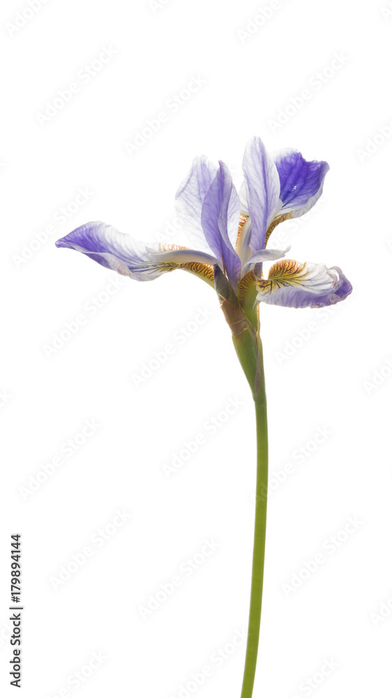 beautiful lilac iris flower