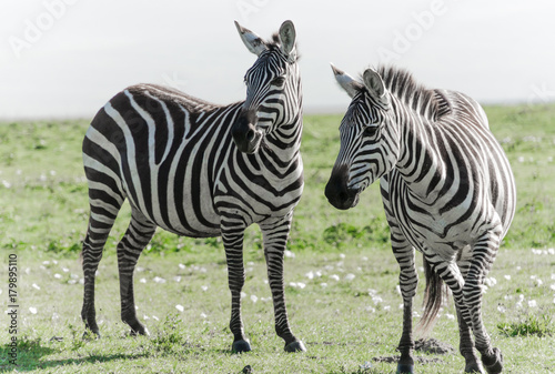 Zebra