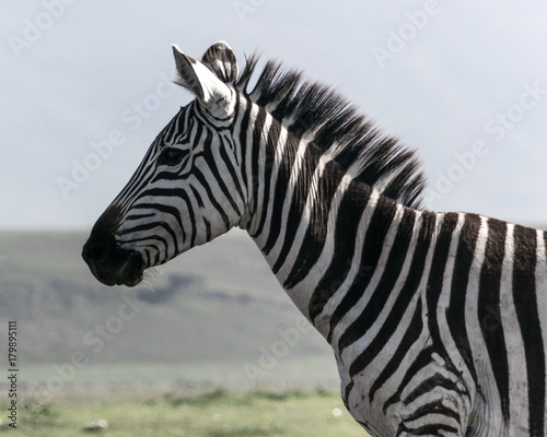 Zebra