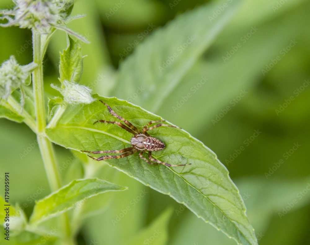 Fototapeta premium European garden spider