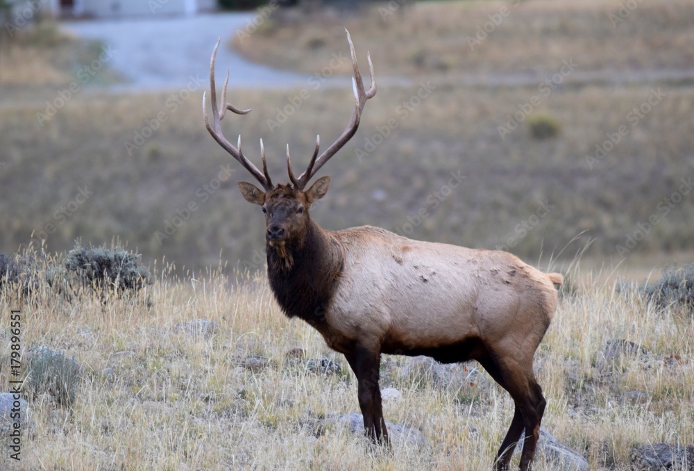 Obraz premium Bull Elk Posing