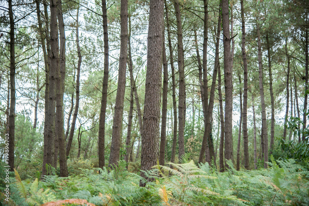Fototapeta premium Summer forest, fresh fern