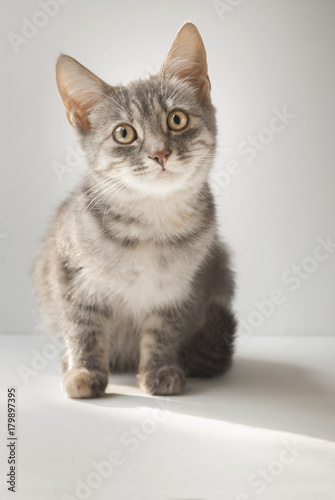 A small cute short-haired gray six-month-old kitten is sitting on a white background.