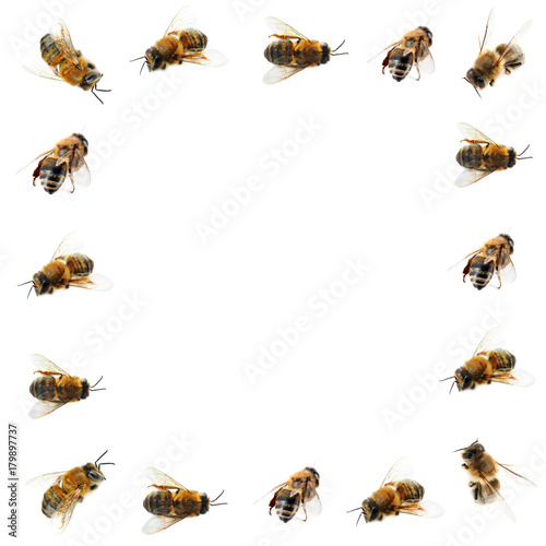 Honey bees on white background © Africa Studio