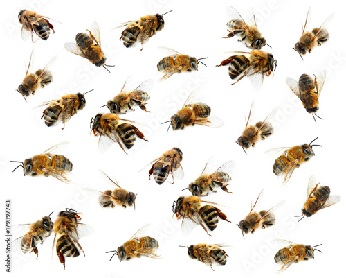 Honey bees on white background © Africa Studio