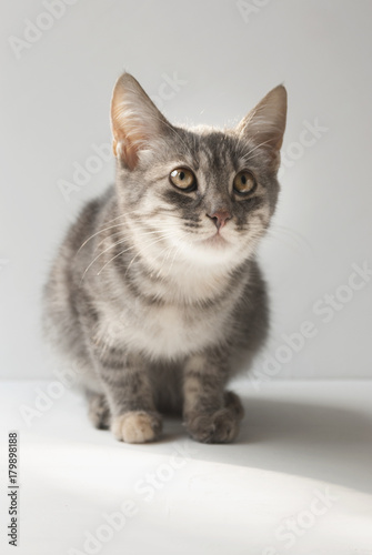 A small cute short-haired gray six-month-old kitten is sitting on a white background.