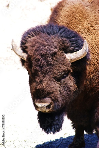 Bison Portrait