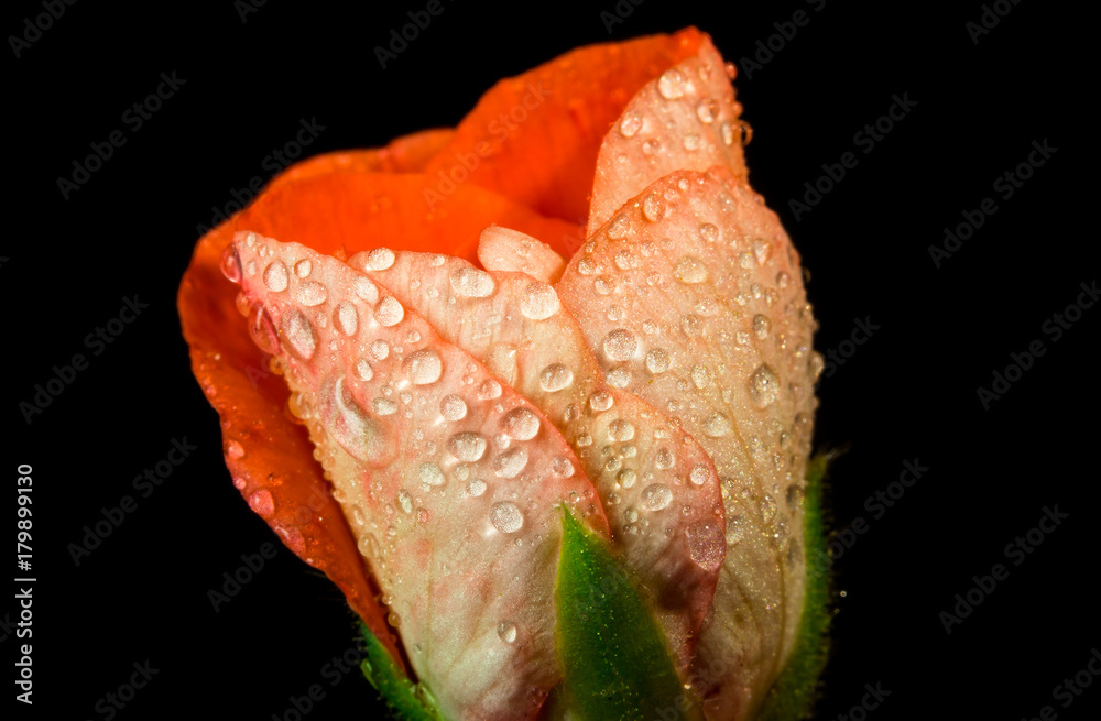 Rose isolated on black Rose isolated on black
