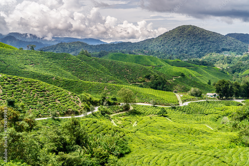 Hike up to Mt. Brinchang through Mossy Forest and Trail no 1