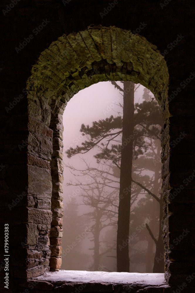Mist forest trees stone window