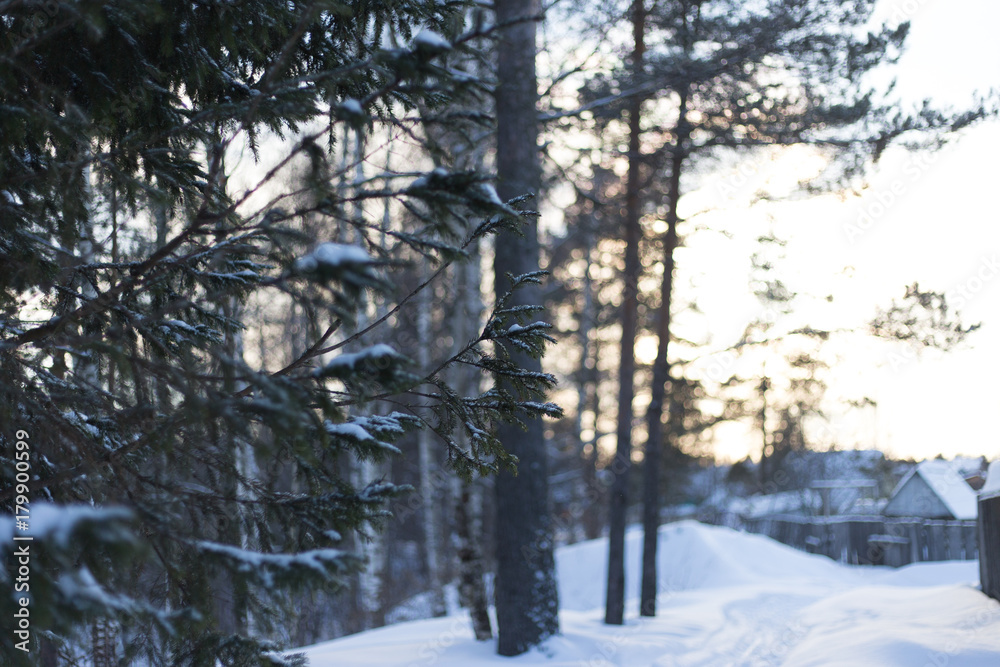 winter forest with a lot of snow winter forest with a lot of snow