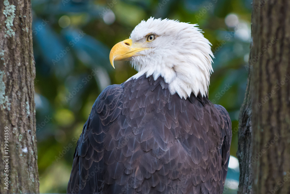 Bald Eagle Bald Eagle